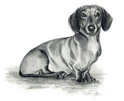 See more ideas about dachshund, dachshund love, weiner dog. Dachshund Dog Pencil Drawing 11 X 14 Large Art Print By Artist Dj Rogers W Coa Ebay