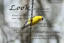 Look At The Birds Of The Air Verse Look At The Birds Of The Air Matthew 6 26 Praisequotes Com God Quotes Verses You Are The Father Lord Quote