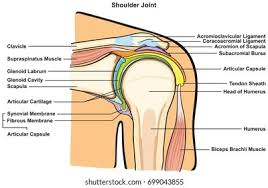 Ligaments attach shoulder bones to each other, providing stability. Shoulder Joint Human Body Anatomy Infographic Stock Vector Royalty Free 699043855