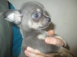 Founded in 1884, the akc is the recognized and trusted expert in breed, health, and training information for dogs. Rare True Blue Smooth Haired Boy Chihuahua Puppy Shoreham By Sea West Sussex Pets4homes