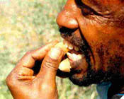 Image result for Uvaria angolensis