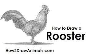 Check spelling or type a new query. How To Draw A Rooster