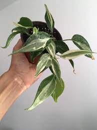 Tyco red silver stripe #7 908 porsche looks unused slot car mint. Philodendron Rio Silver Stripe Rooted Cuttings Heat Etsy Plant Care Houseplant Pretty Plants Plants Are Friends