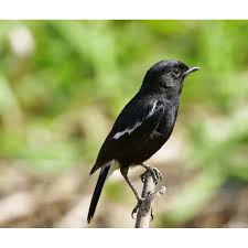 Jeklin#pentetkembang#decukembang burung ini sudah mulai sulit kita temui di alam liar.decu kembang dan pentet. Burung Decu Jawa Kacer Mini Voer Total Shopee Indonesia
