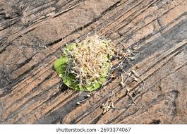 Image result for Macrotyloma uniflorum