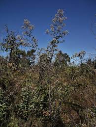 Image result for Vernonanthura polyanthes