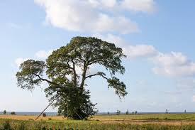 Suchen sie ulme baum bei den großen preisvergleich portalen gleichzeitig! Ulmen Arten Die Heimischen Sorten Im Uberblick