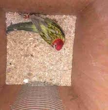 Bird Breeding - Newport Pets