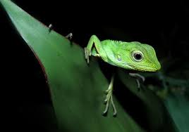 Image result for Urochloa jubata