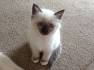 Birman Kittens for sale in Virginia - Felines4us