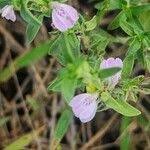 Image result for Justicia heterocarpa