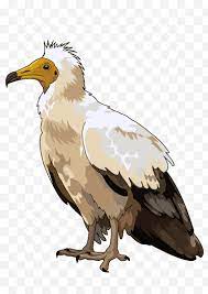 The egyptian vulture also appears in the bible with the name of râchâm, often translated as the egyptian vulture was also considered to be a good bird in india. Eagle Bird Bald Eagle Egyptian Vulture Domestic Canary Bird Of Prey Hawk Drawing Beak Png Klipartz