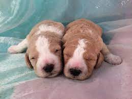 Our english retrievers are imported from europe and have impressive pedigrees, many with champion lineage. Looking For Mini Golden Doodle Breeders In Illinois Wisconsin Iowa Or Minnesota