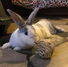 Rabbit Abandoned In Box Outside New York Petsmart With Sad Note