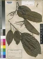 Image result for Klainedoxa