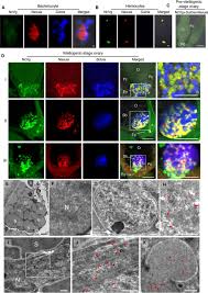 Insect Bacterial Symbiont-Mediated Vitellogenin Uptake into Oocytes To  Support Egg Development