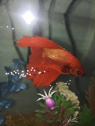 Betta lethargic, not eating, & stays at bottom of tank for the last 3 days after returning from a 2 week vacation, my betta has been staying at the. Is My Betta Fish Ok He Spends A Lot Of Time At The Bottom Of The Tank And He Doesn T Flare Ever He Used To When He Saw His Reflection Also I