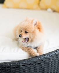 Kong Da Savage Logan Paul Kong Dogs Animals