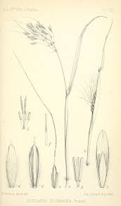 Image result for Euclasta condylotricha