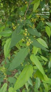 Image result for Guazuma