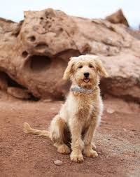 See more ideas about mini goldendoodle, goldendoodle, dogs. Mini Goldendoodle Wallpapers Wallpaper Cave