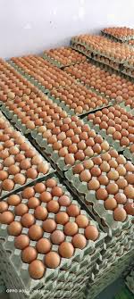 Sebab di dalam telur ini mengandung berbagai protein dan gizi yang mana sangat baik untuk. Harga Borong Terkini 19 10 2020 Pembekal Telur Ayam Ipoh Facebook