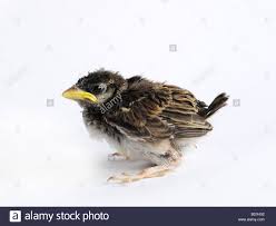A Small Nestling A Baby Sparrow A Few Weeks Old Stock Photo