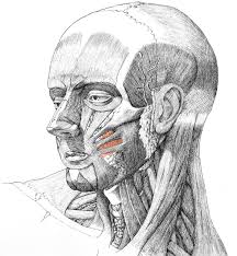 Draw_face_anatomy 2/3 draw face anatomy kindle file format draw face anatomy draw face anatomy the very first thing the eye looks for, in any setting, is the human face, and this applies also to art: Face Drawing Anatomy Anatomy Drawing Diagram