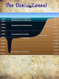 Ocean Zones And What Creatures Live In Them