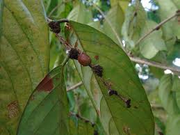 Image result for Bridelia duvigneaudii