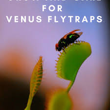 They are not hard to care for, but they are simply very unique. How To Grow And Care For Venus Flytraps Dengarden