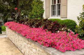 Check out the full sun annuals that bloom all summer below. Top Recommended Annuals For Landscapes Proven Winners