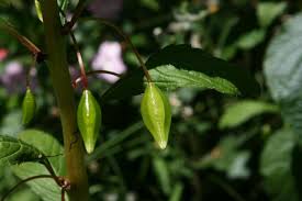 Image result for Impatiens gomphophylla