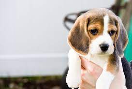 (lou > louisville) hide this posting restore restore this posting. Guy Posts Amazing Craigslist Virginia Ad After Girlfriend Says He Has To Re Home His Dog