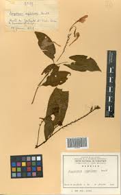 Image result for Asystasia vogeliana