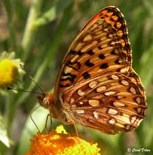 Image result for Blepharis stuhlmannii