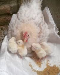 Ayam ganoi adalah unggas aduan yang memiliki gaya bertarung handal apa saja ciri khusus, kelebihan dan perbedaan dengan strain saigon?? Menyepih Waktu Yang Tepat Memisahkan Anak Ayam Dari Induknya Idnfarmers