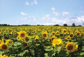 Lan de floarea soarelui : Din ExperienÈ›a Fermierilor Cu Bune È™i Rele Despre Floarea Soarelui In 2018 Lumea Satului