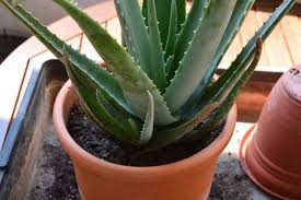 Aloe vera tutta la verità benefici e controindicazioni. Aloe Vera Coltivazione In Casa E Giardino Guida Pratica