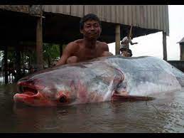 Real Monster Man Eating Catfish Youtube