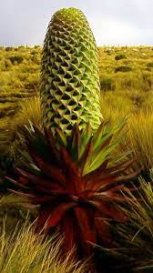 Pin On Flora