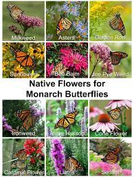 This butterfly is wide spread throughout canada and the united states, including southern alaska and hawaii. Native Flowers For Monarch Butterflies