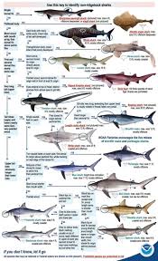 Strange Texas Sharks Texas Fish Game Magazine Shark Pictures Types Of Sharks Shark Fishing