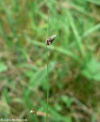Image result for Isolepis setacea