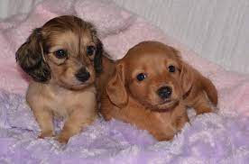 Dachshund puppy for sale near california, garden grove, usa. Akc Registered Miniature Long Haired Dachshund Puppies For Sale Check Out Our Beautiful Dachshund Puppy Miniature Dachshund Puppies For Sale Dachshund Puppies