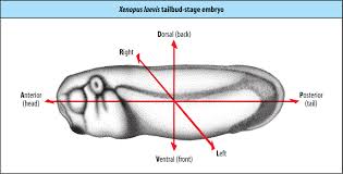 Biol3530 Molecular And Developmental Biology History And Basic Concepts