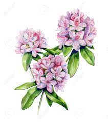 Please check previews to see how. Tropical Rhododendron Flower Watercolor Isolated On White Interior Artwork With Pink Azalea Flowers Exotic Plants Illustration Stock Photo Picture And Royalty Free Image Image 120887281