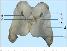 Atlas is a coordinate term of axis. Gross Anatomical And Sex Wise Biometrical Studies On The Atlas And Axis Of Blue Bull Boselaphus Tragocamelus Semantic Scholar