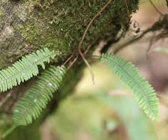 Image result for Lellingeria