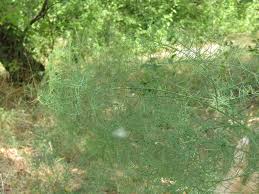 Image result for Asparagus minutiflorus